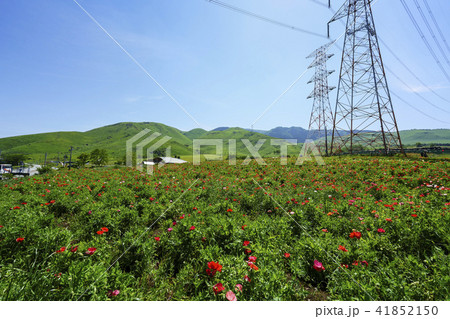 萌の里のポピー畑 萌の里のポピー畑 41852150