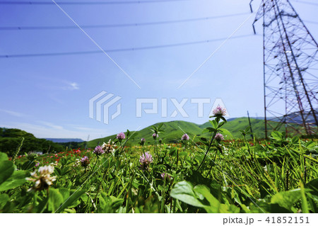 萌の里のポピー畑 萌の里のポピー畑 41852151