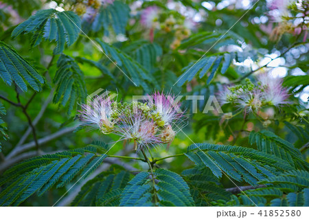 ネムノキの花 41852580