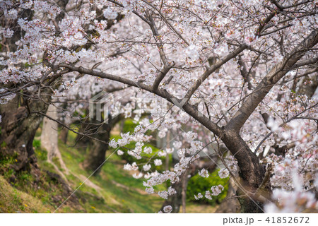 Cherry blossom, Sakura full blooming in spring 41852672