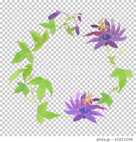 トケイソウ リース 水彩 トケイソウ リース 水彩 41853294