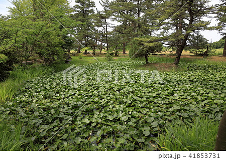 蚶満寺　蓮の池 41853731