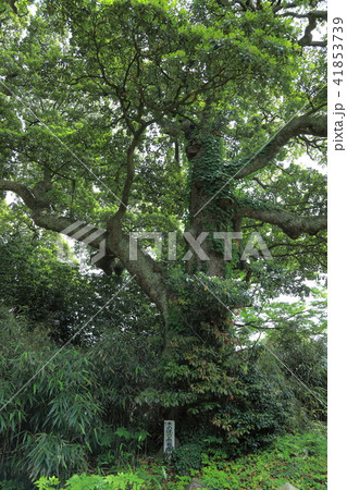蚶満寺 木登り地蔵 蚶満寺 木登り地蔵 41853739