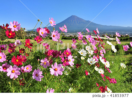 コスモスと富士山-2989 41853977