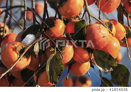 初秋のカキノキ 41854036