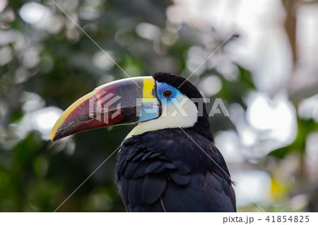 神戸どうぶつ王国のシロムネオオハシ 41854825