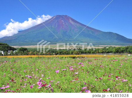 コスモス畑と富士山 27の写真素材