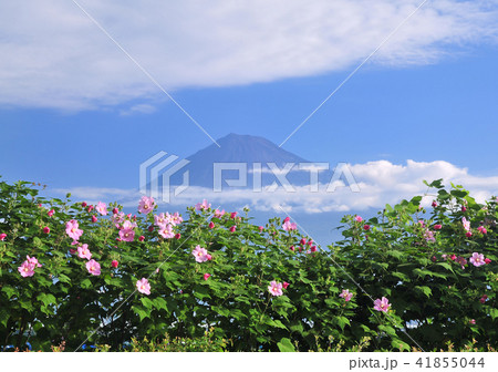 芙蓉と富士山-2907 芙蓉と富士山-2907 41855044