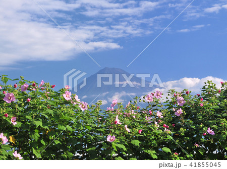 芙蓉と富士山-2910 芙蓉と富士山-2910 41855045