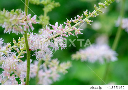 初夏になると日陰に咲き始める薄ピンク色の「チダケザシ」 初夏になると日陰に咲き始める薄ピンク色の「チダケザシ」 41855162