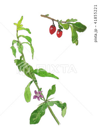 Lycium chinense クコ ゴジベリー Lycium chinense クコ ゴジベリー 41855221