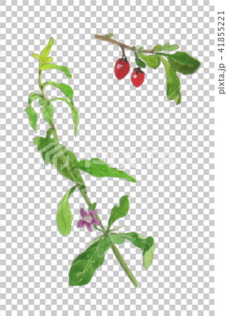 Lycium chinense Wolfberry 41855221
