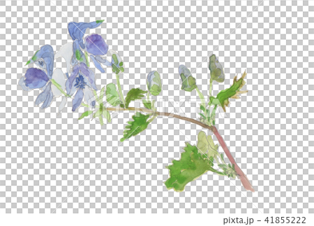 烏頭烏頭（Aconitum japonicum tricobut） 41855222