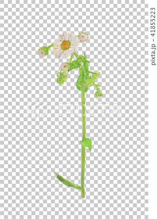 Erigeron philadelphicus Haldion 41855223