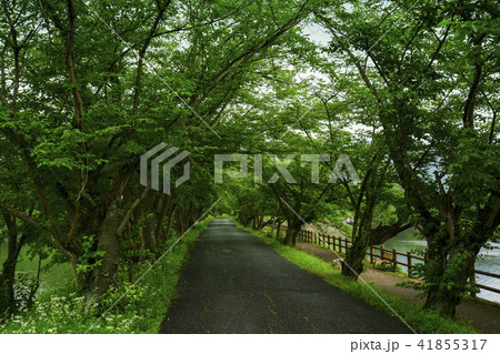 立岡自然公園 夏の桜の公園 立岡自然公園 夏の桜の公園 41855317