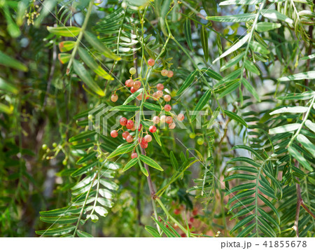 Pink peppercorn (baie rose, pink berry). Pink peppercorn (baie rose, pink berry). 41855678