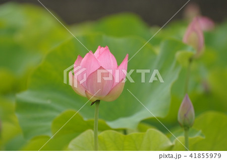 ハスの花 41855979