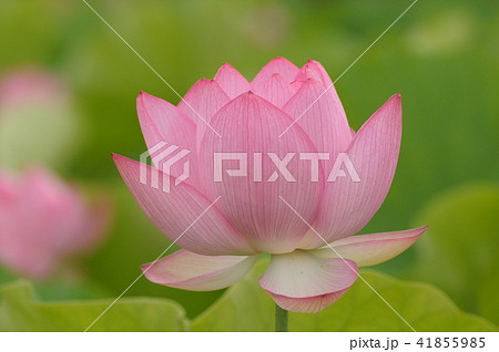 ハスの花 41855985