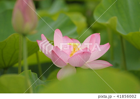 ハスの花 41856002