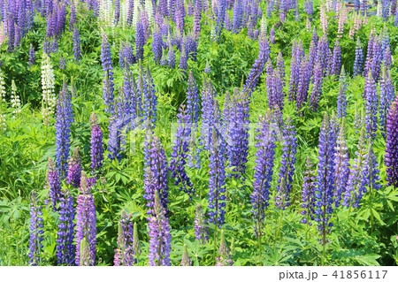 ルピナスの花 ルピナスの花 41856117