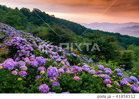 埼玉県　秩父　美の山公園アジサイ 41856512