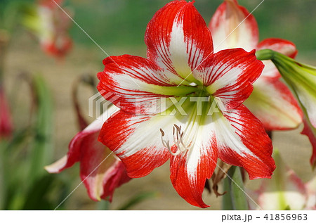 アマリリスの花の写真素材
