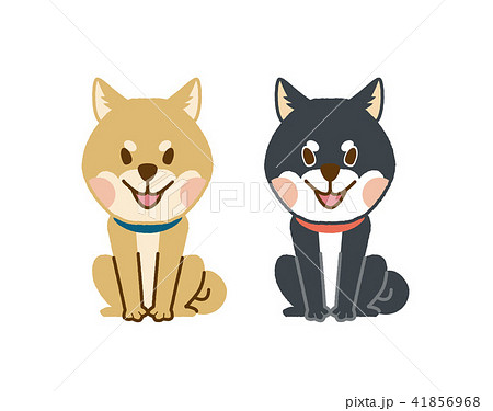 柴犬 柴犬 41856968