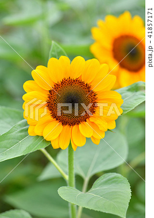 夏の花 ひまわり 向日葵 ヒマワリ サンプラワー 大輪の黄色い花 の写真素材