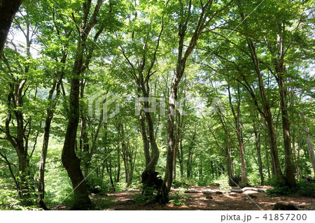 奥胎内　新緑のブナ林 41857200