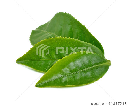 green tea leaves on white background green tea leaves on white background 41857213