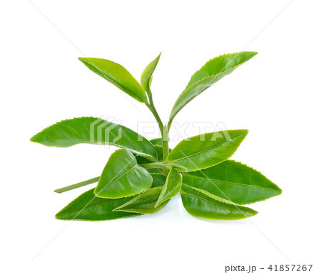Green tea leaf isolated on white background 41857267