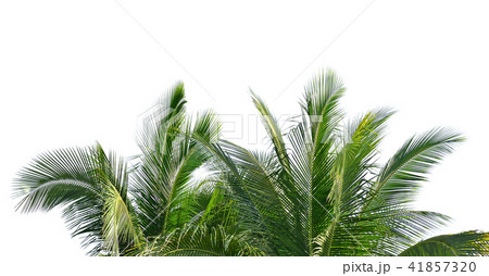 coconut leaves on white background 41857320