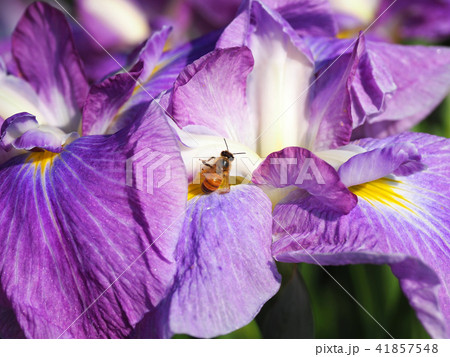 ハナショウブとハチ ハナショウブとハチ 41857548