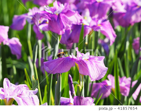 ハナショウブとハチ 41857654