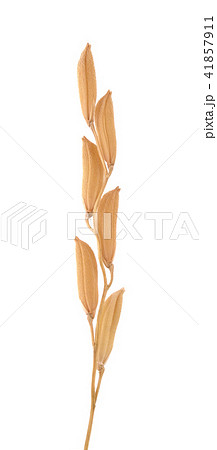 rice grains isolated on white background rice grains isolated on white background 41857911