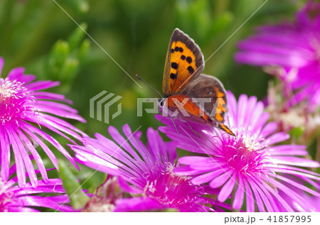 マツバギクとベニシジミ蝶 マツバギクとベニシジミ蝶 41857995