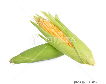 corn isolated on white background. 41857999