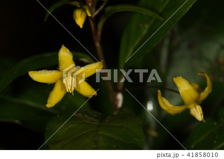 自然　植物　モロコシソウ、蒸すと芳香を発するので沖縄では昔から香料として使われていたそうです 41858010