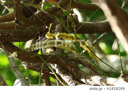 自然　植物　コウシュンモダマ、実は巨大ですが花はブラシか猫じゃらし。高くにあって気がつきません 41858269