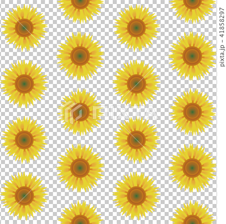 ヒマワリ 41858297