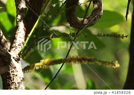 自然 植物 コウシュンモダマ、花です。樹冠に絡みついた蔓から細長い花穂が無造作に伸びています 自然 植物 コウシュンモダマ、花です。樹冠に絡みついた蔓から細長い花穂が無造作に伸びています 41858326