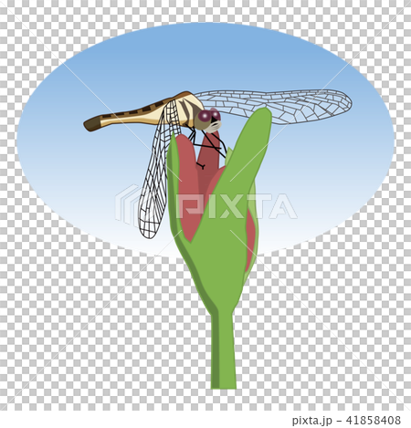 蜻蜓 41858408