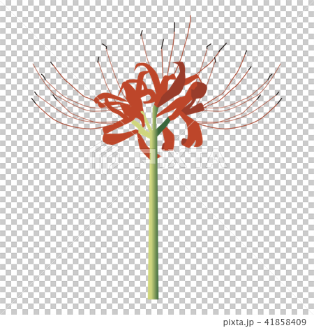 Cluster amaryllis Cluster amaryllis 41858409