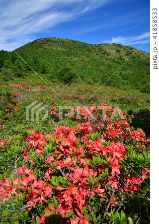 長野県東御市 湯の丸高原 満開のレンゲツツジ  41858533