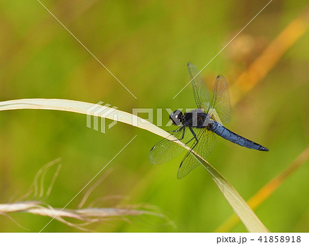 ハラビロトンボ ハラビロトンボ 41858918