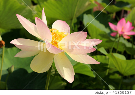 「甲斐姫」という名がつけられた黄紅色の蓮の花 41859157