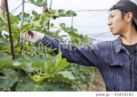 イチジク栽培農家 イチジク栽培農家 41859181