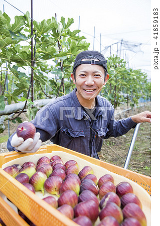 イチジク栽培農家 41859183
