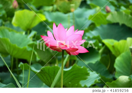 雨の中の蓮の花 41859256