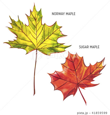 Autumn leaf - Norway and Sugar maple. Autumn maple leaf isolated on a white background. Watercolor 41859599